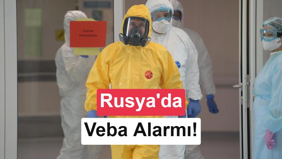 Vebaya neden olan Yersinia pestis bakterisini gösteren mikroskobik görsel