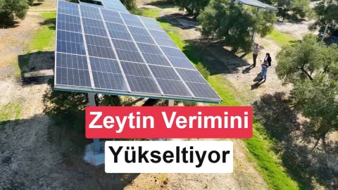 İspanya’da zeytin ağaçlarını koruyan agrivoltaik proje