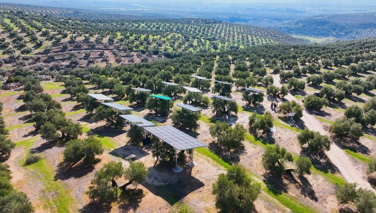 Zeytinlik arazisine yayılmış yükseltilmiş güneş panelleri