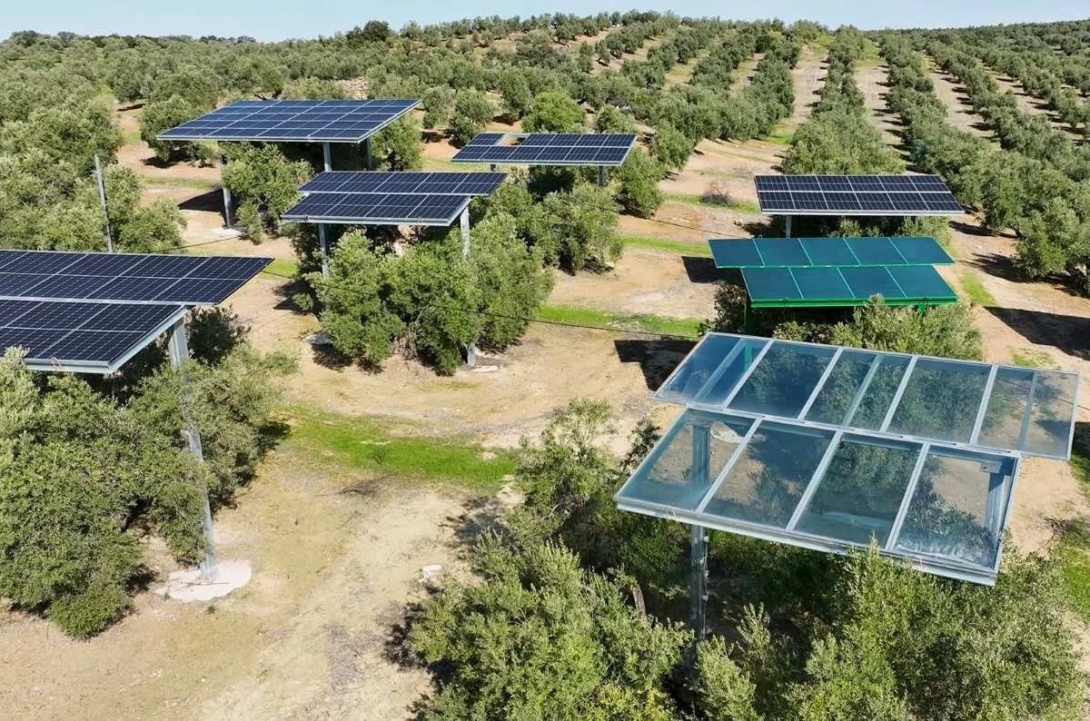 Zeytin ağaçlarının arasında yükseltilmiş güneş paneli sıraları
